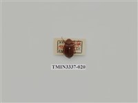 藏品(深山黃金龜)的圖片